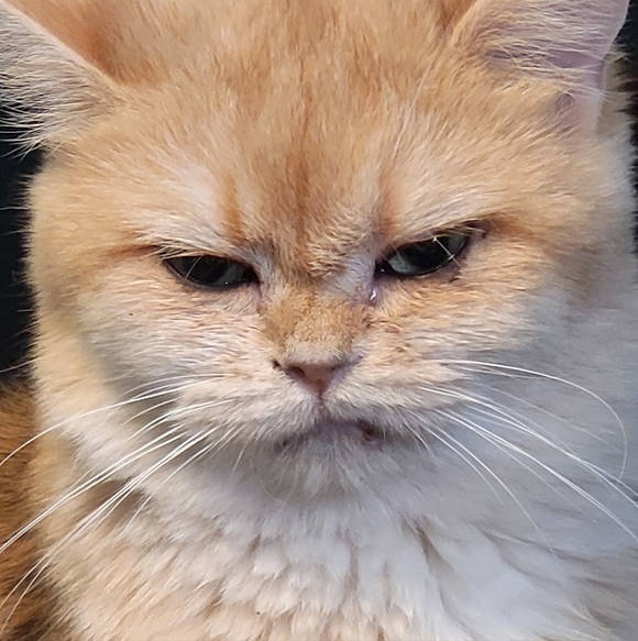 Meet your Posher, Galia - Picture 1 of 1